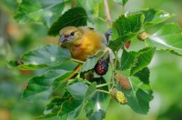 Baltimore Oriole