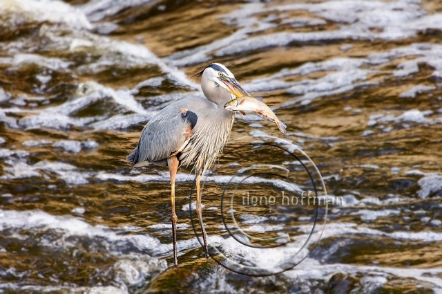 20120528_614-2blur-prnt7x5-web