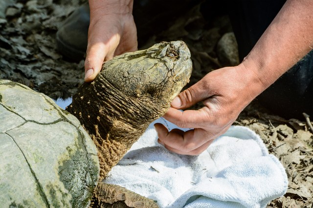 Rescued Snapping Turtle