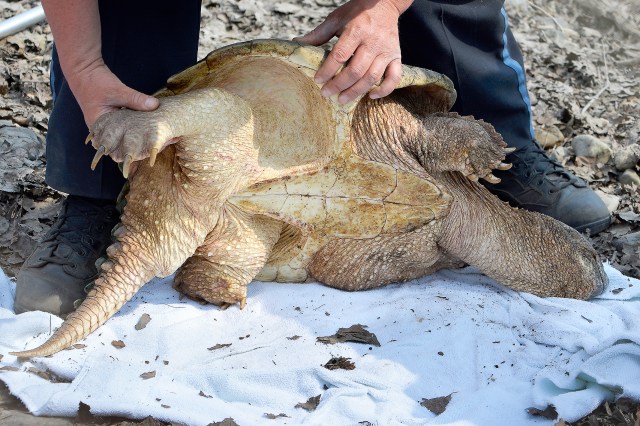 Checking Turtle for Wounds