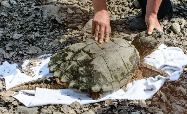 Turtle Immediately After Rescue