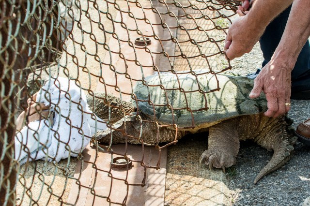 Moving Turtle Under Fence