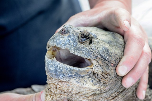 Is the Turtle Breathing?