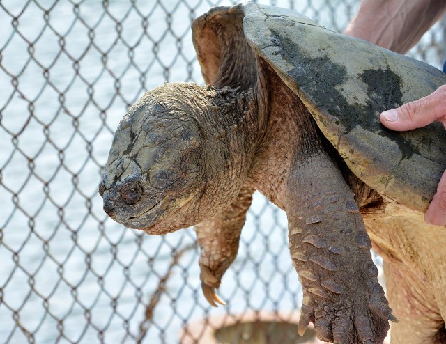 Turtle Seems Pleased with Rescue