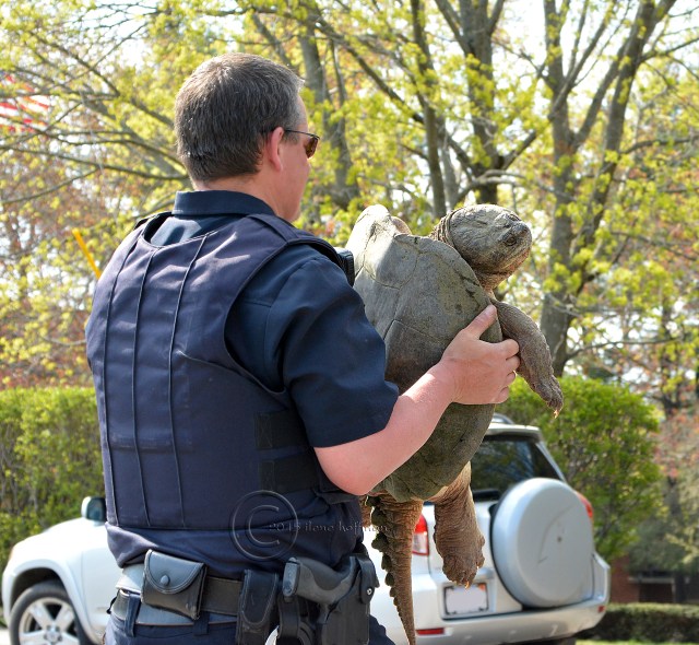 Officer Carrying Turtle