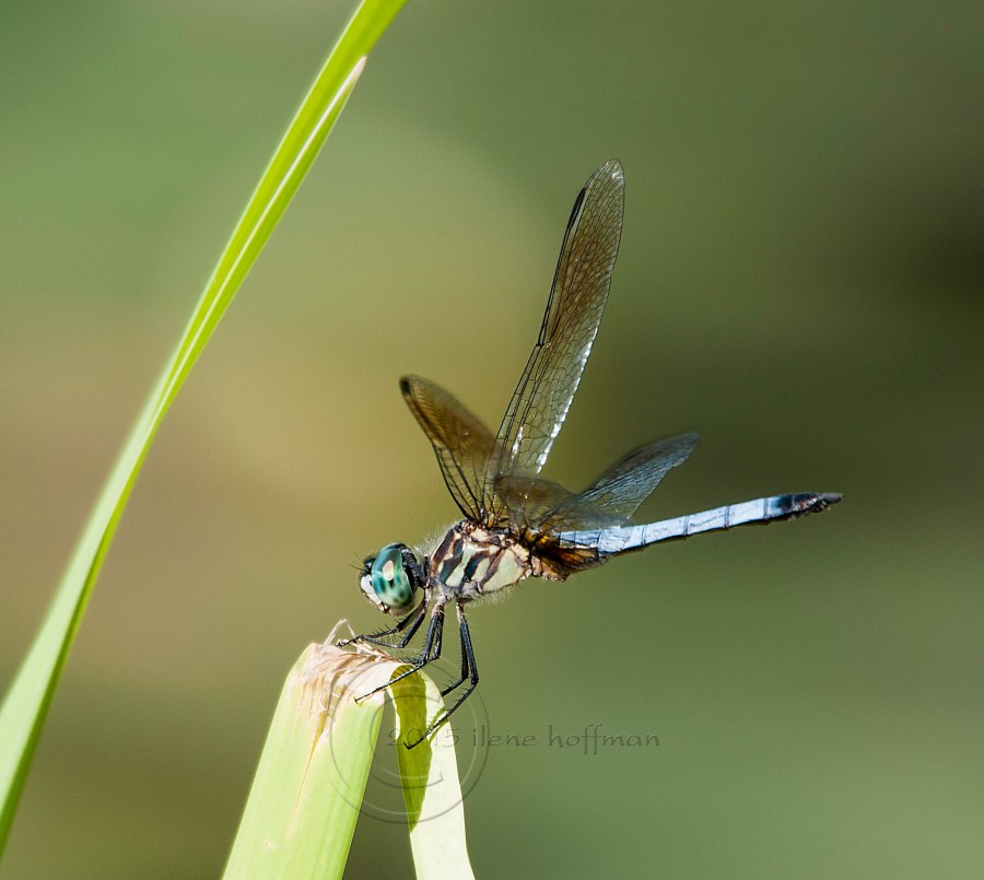Dragonfly on Grass