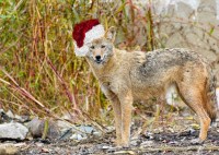 Holiday Coyote