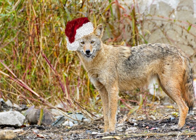 Holiday Coyote