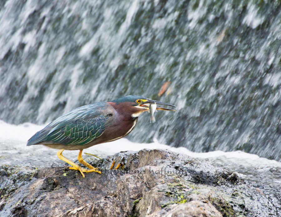 Green Heron with Fish at South Natick Dam