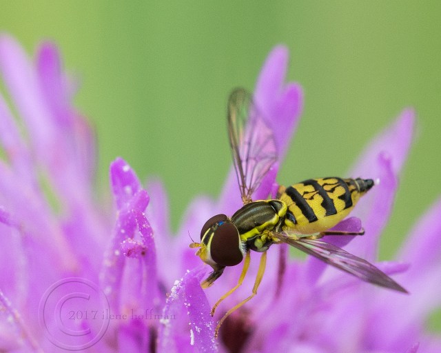 Hoverfly on Purple flower