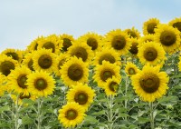 Sunflowers in Millis