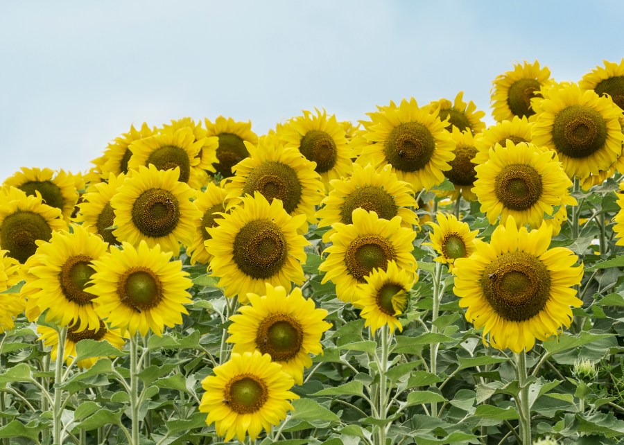 Sunflowers in Millis