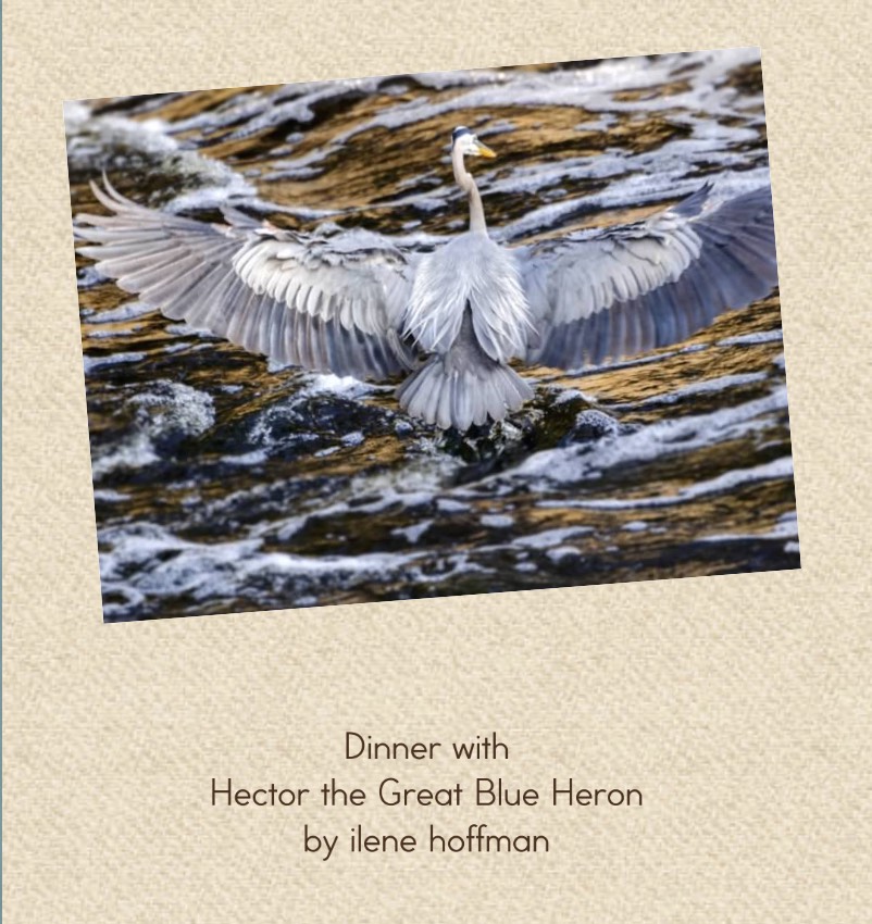 Hector the Great Blue Heron Book Cover