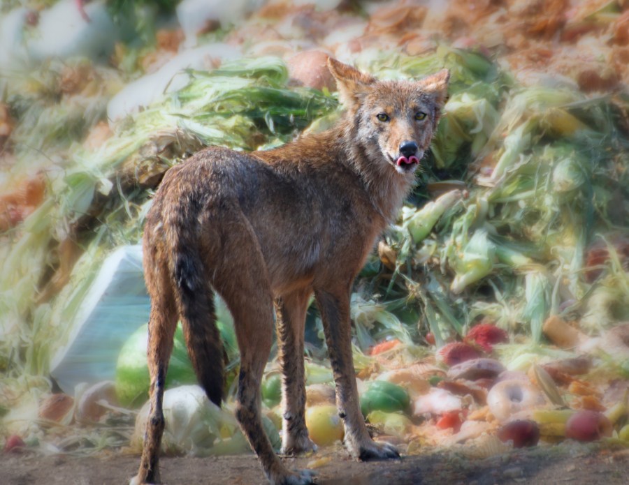 Coyote at Needham RTS