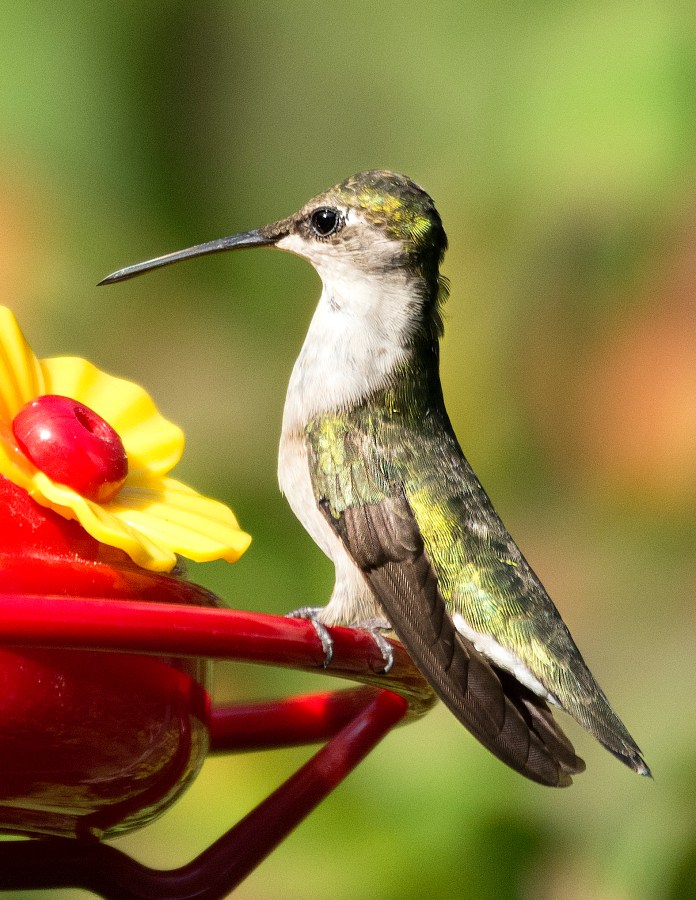 Hummingbird on Feeder