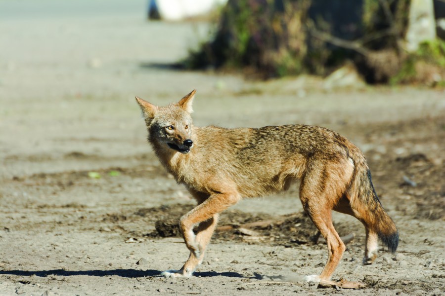 Coyote Walking at Needham RTS