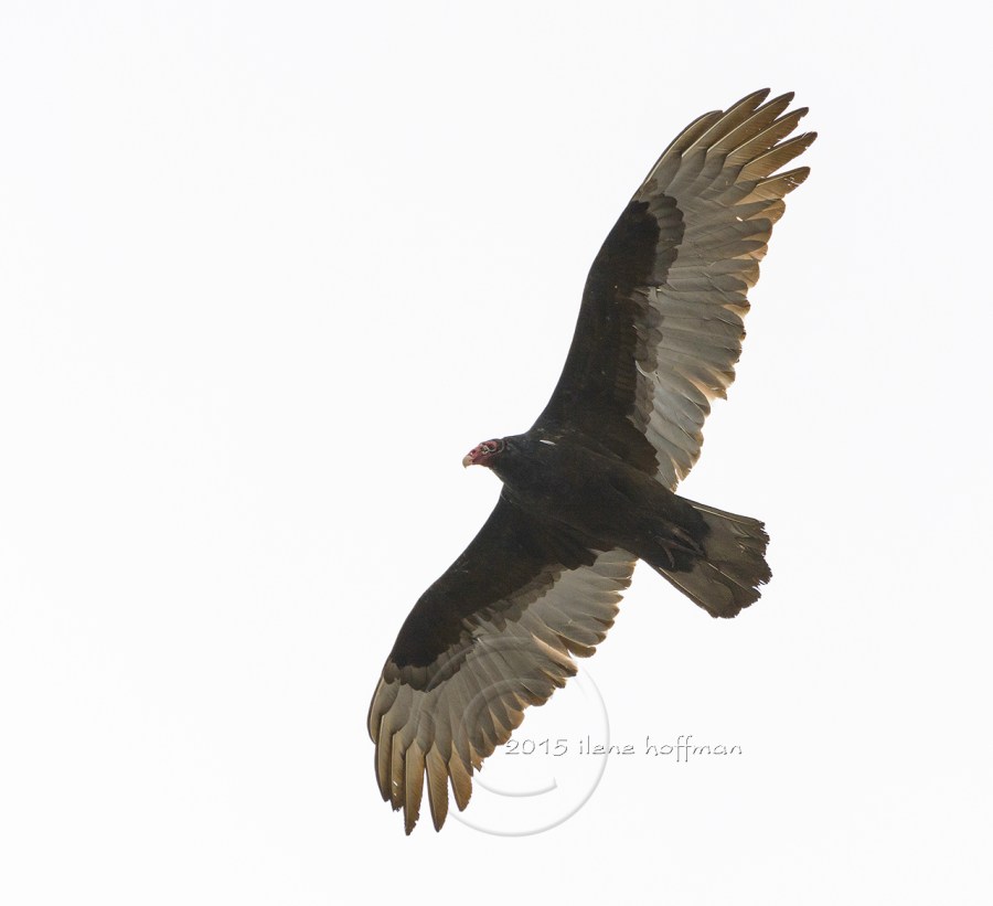 Turkey Vulture in Flight