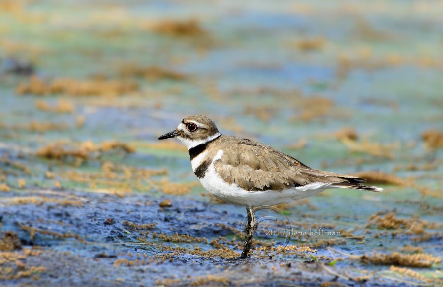 Common Grackle Rosemary Lake
