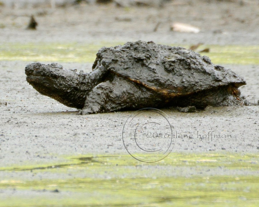 Giant Snapper Rosemary Lake
