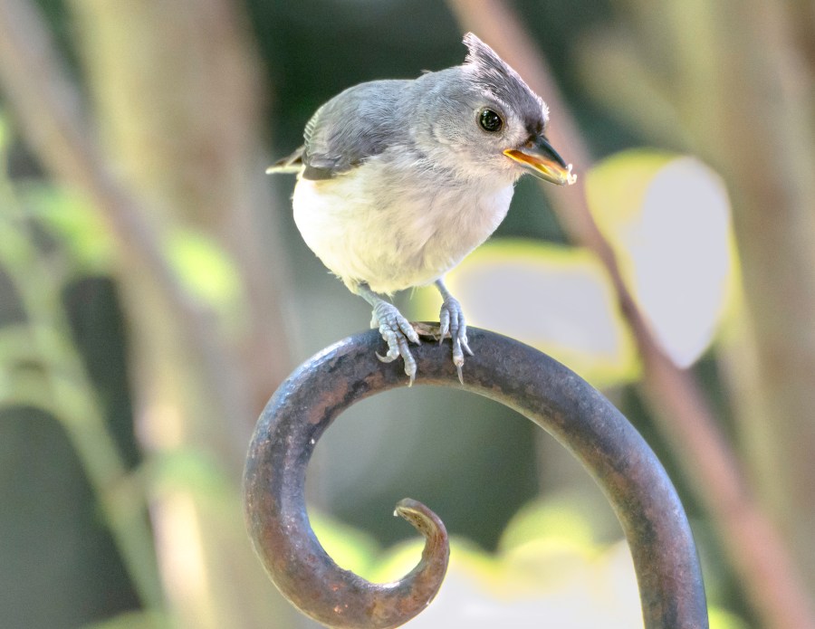 Tufted Titmouse