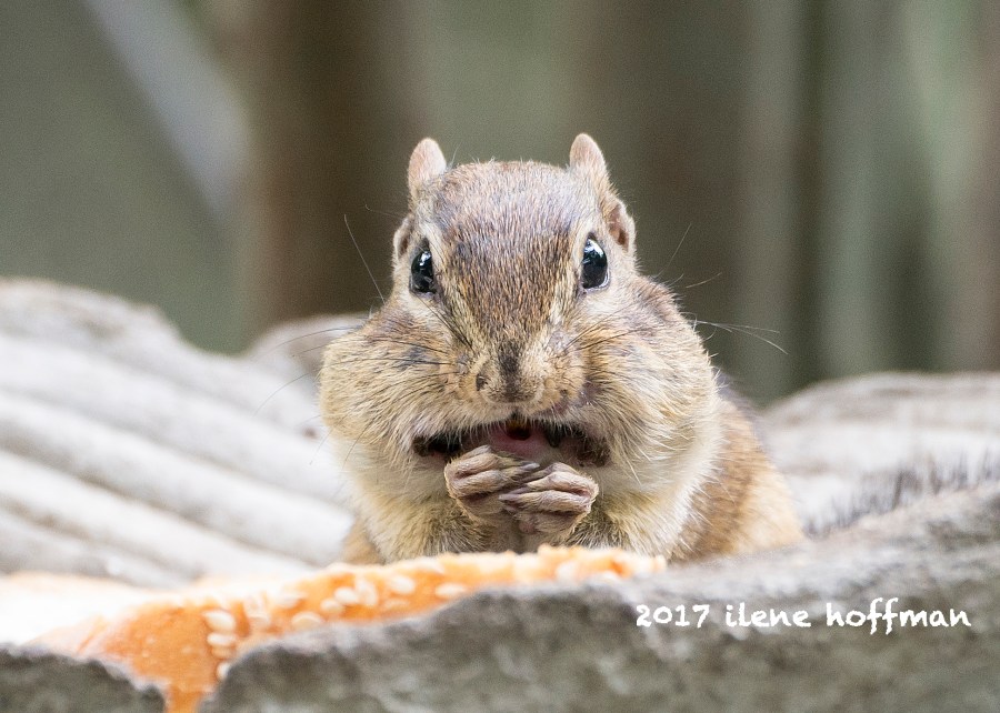 Eastern Chipmunk