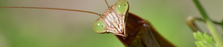Praying Mantis