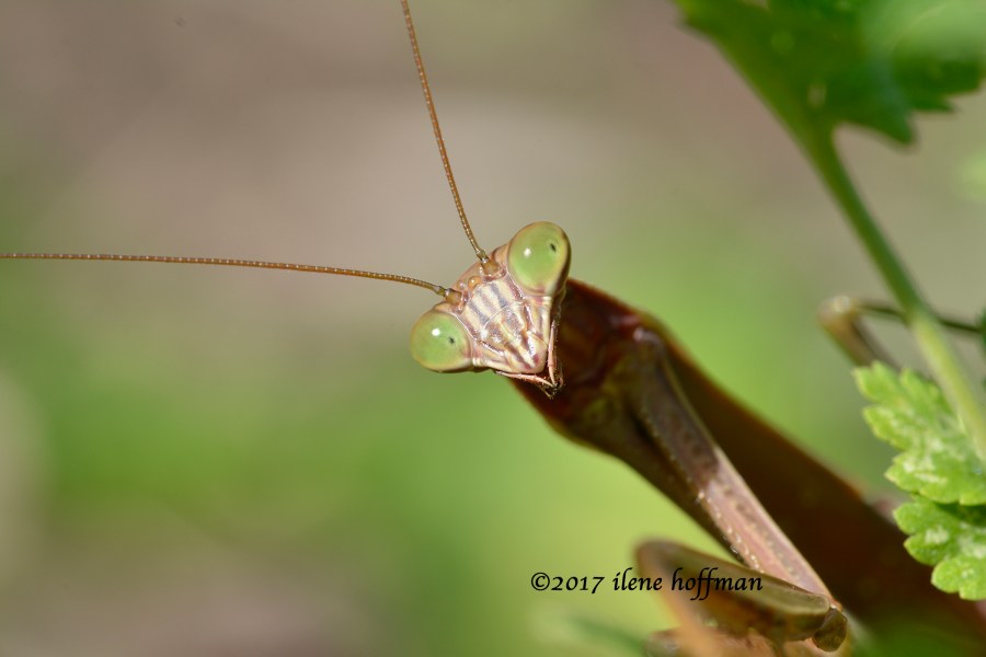 Praying Mantis