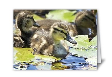 Duck Baby Card