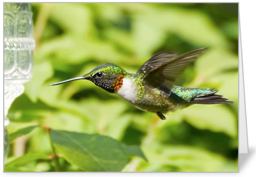 Hummingbird in Flight Card