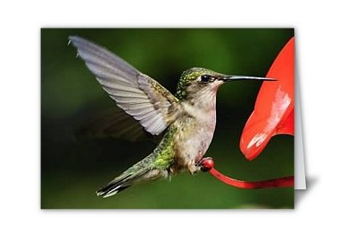 Hummingbird Card