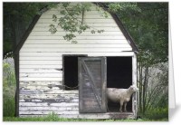 Owen's Barn and Lamb