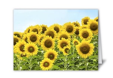 Sunflowers on card