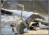 great blue heron