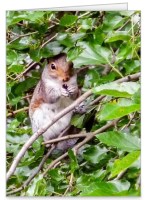 squirrel in tree