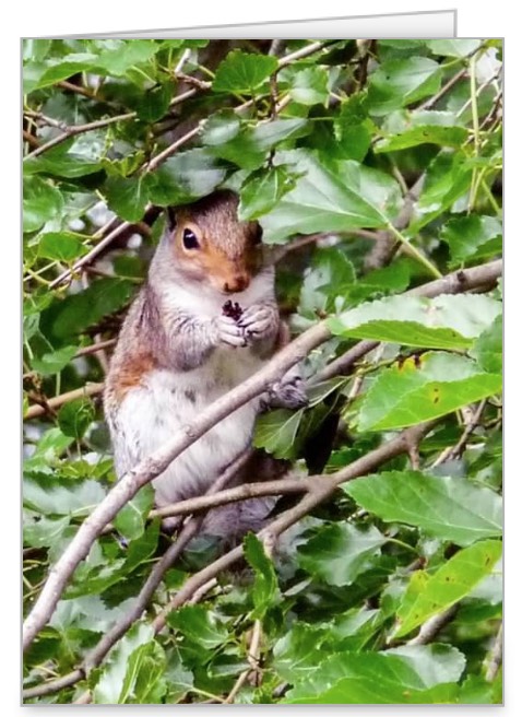 squirrel in tree