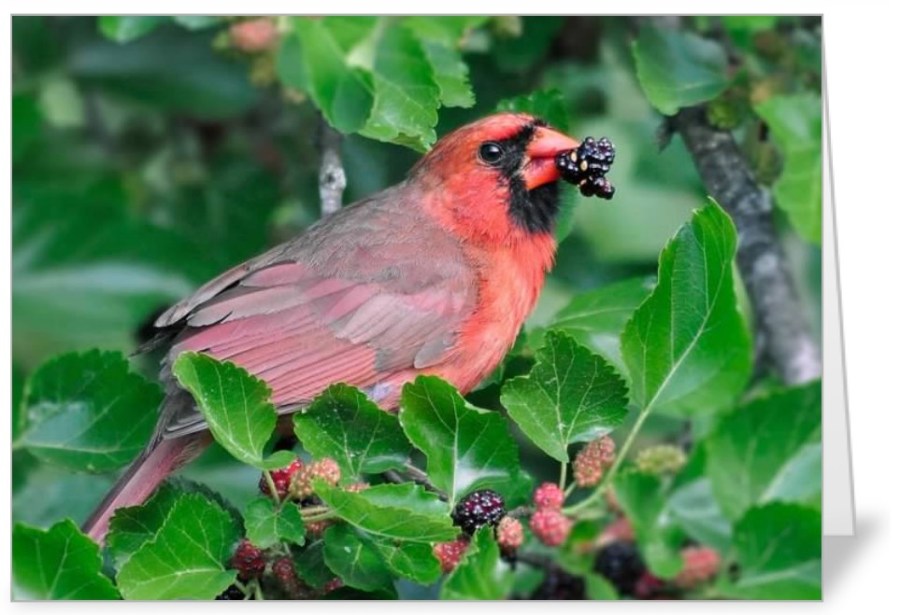 Northern Cardinal
