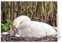 Mute swan and cygnet