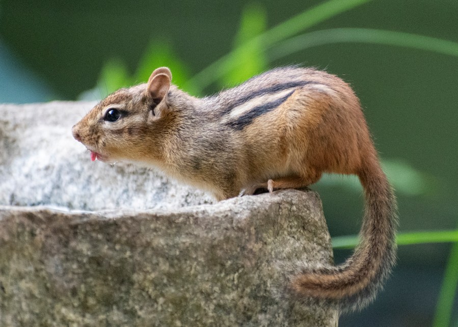 chipmunk drinking
