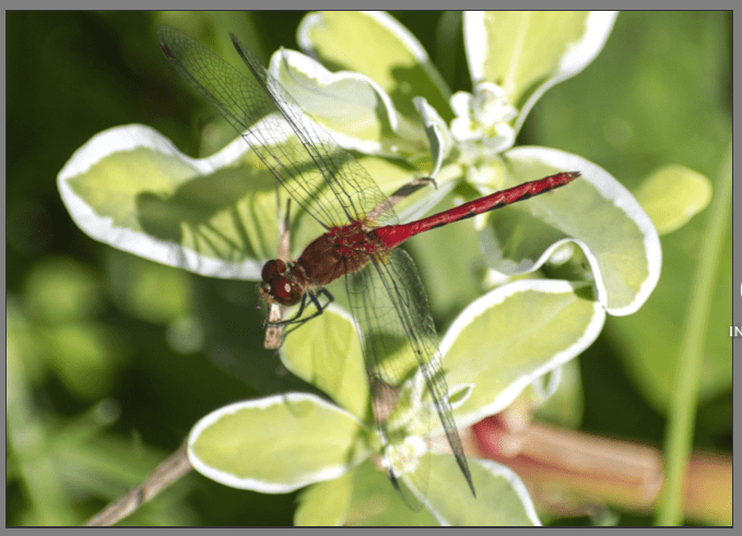 red dragonfly