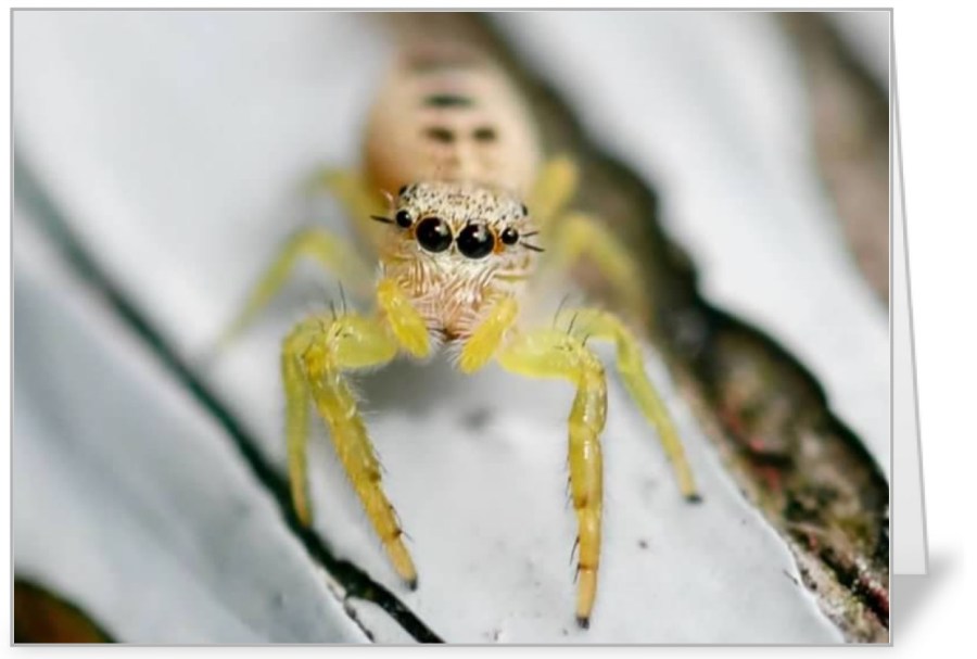 Jumping spider