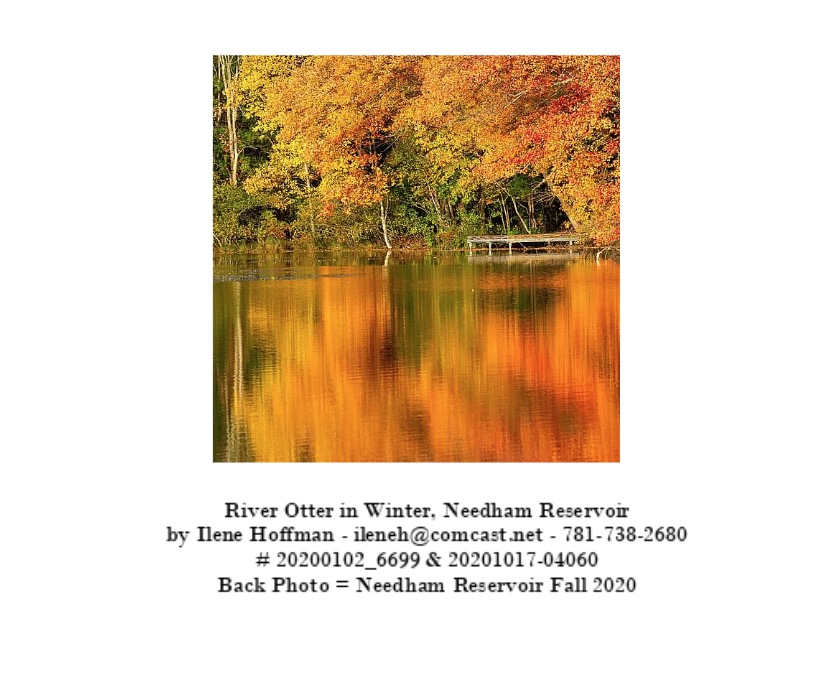 Bakc of River Otter Card