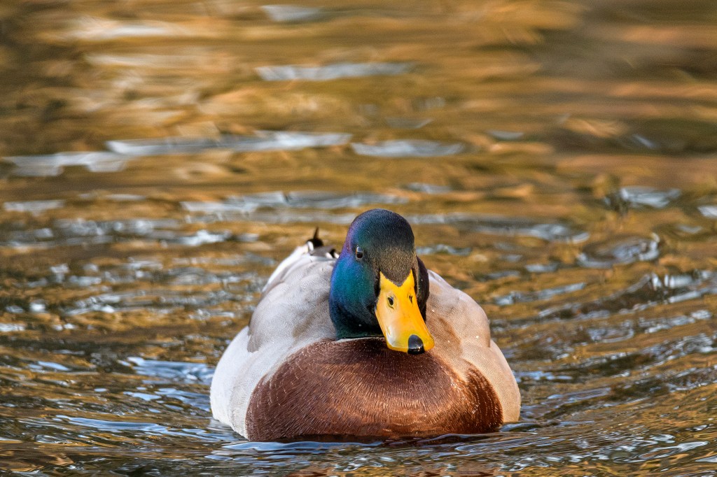 Male Mallard Duck