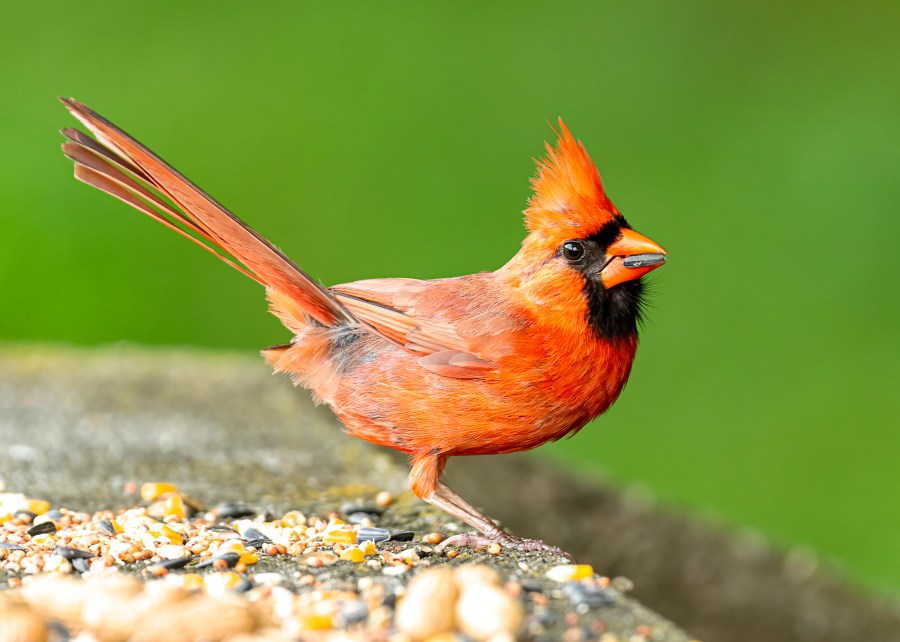 Cardinal on wall