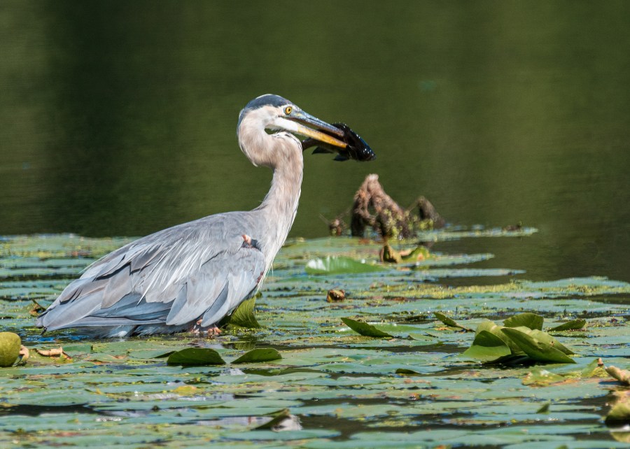 Heron with fish