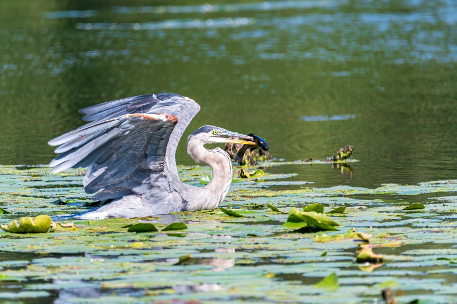 Heron with Fish in mouth 2