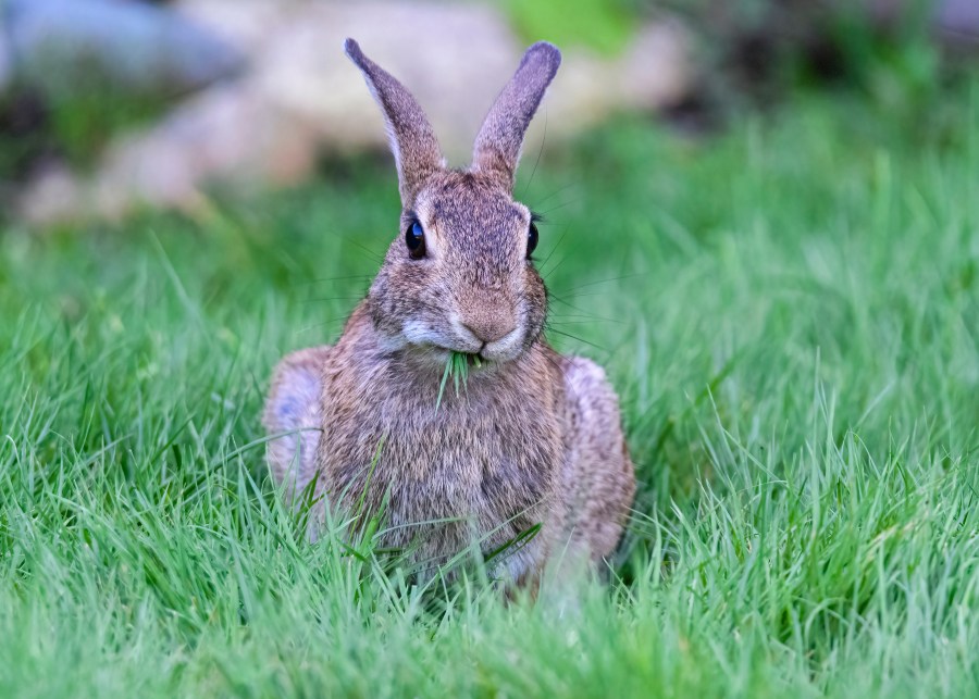 Rabbit chewing grass