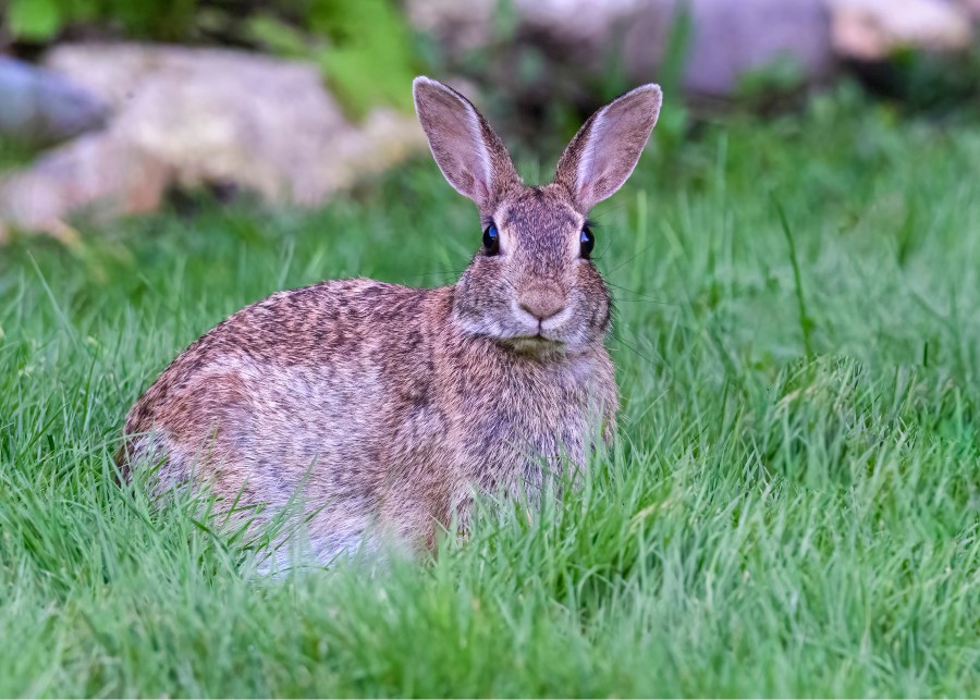 Rabbit looking at camera