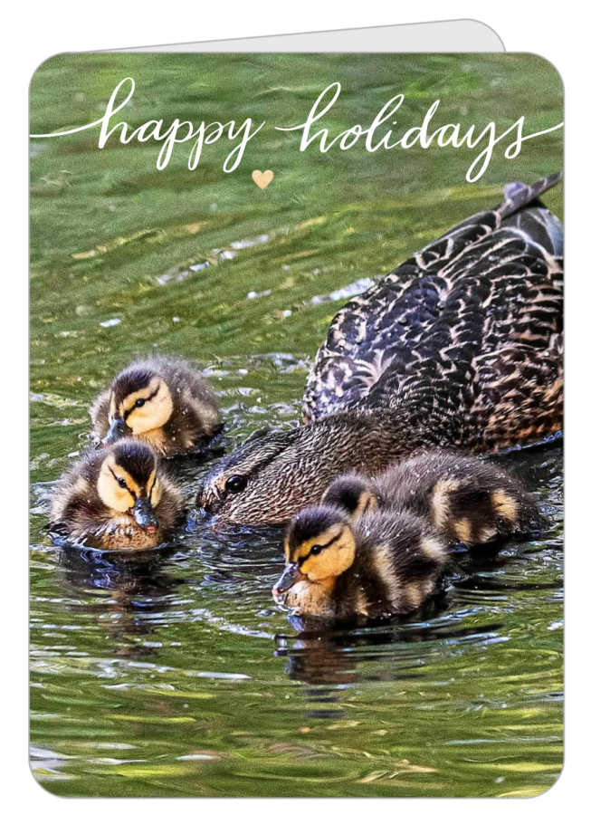 sample photograph of ducks