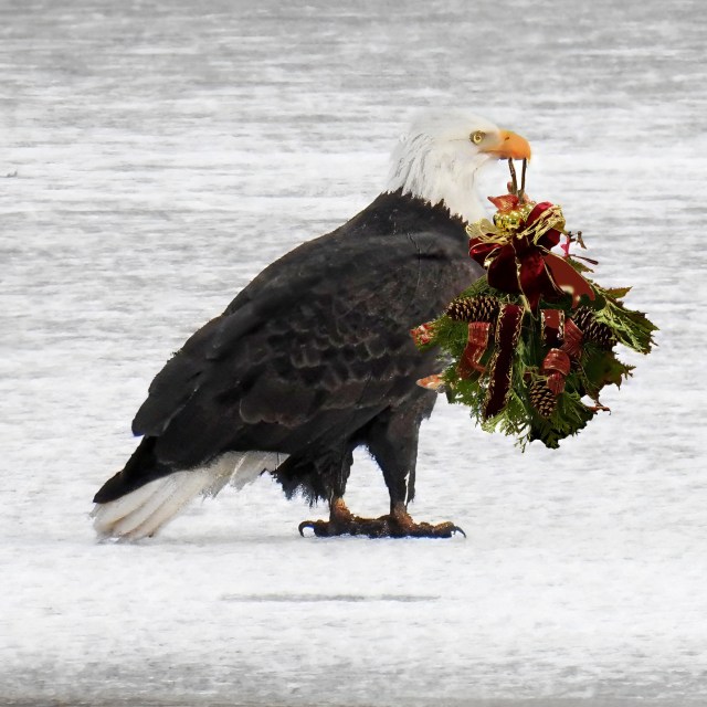 Bald Eagle holding a bough