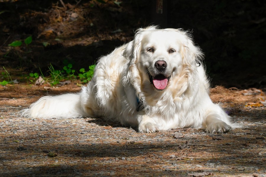 Random dog at Needham Reservoir